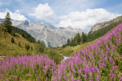 Landschap bij Sils-Maria