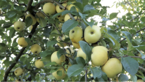 rijpe appels